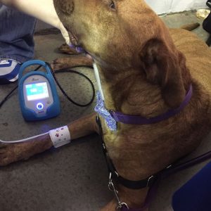 Monitor veterinario de presión arterial VET20